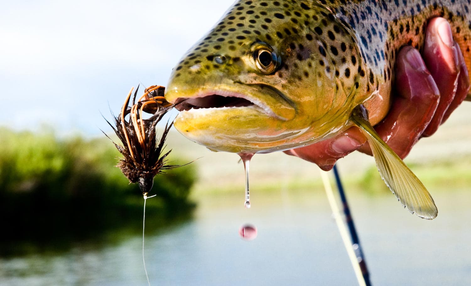 Brown trout and streamer fly